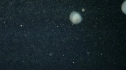 Small jelly fish 2 Stock Footage 22379353