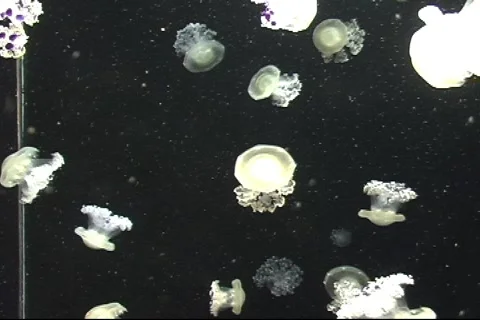 Small Jellyfish On Black 1 Video stock 286543