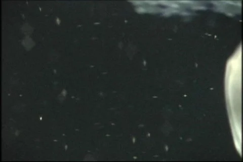 Small Jellyfish On Black 2 Video stock 286587