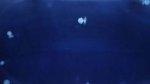 Small jellyfish float serenely in the deep blue water, their soft forms illumina Stock Footage 291552853