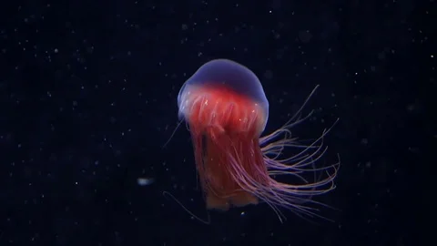Small Jellyfish Floating in Dark Deep Waters Video stock 102220613