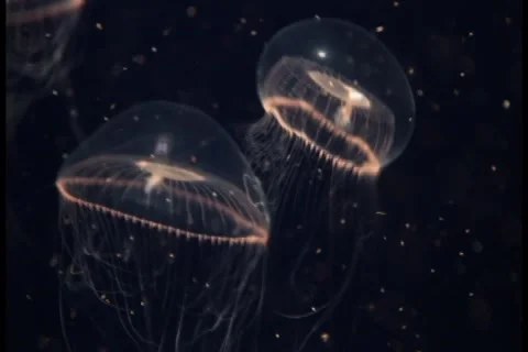 Small Jellyfish 動画素材 1004038