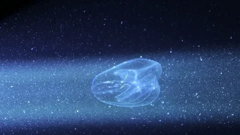 Small jellyfish glowing colored lights. Macro 動画素材 70217950