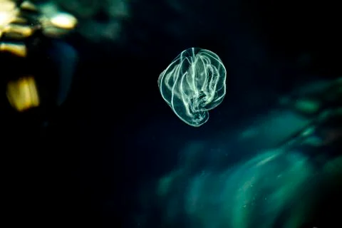 Small jellyfish. Stock Photos
