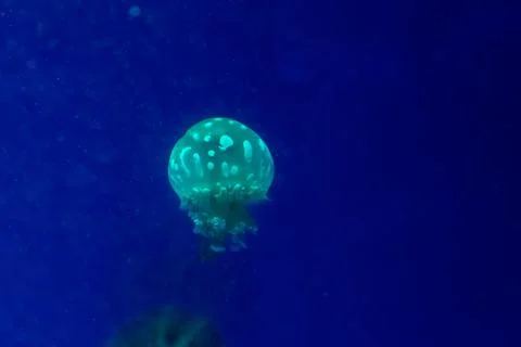 Small jellyfish Stock Photos