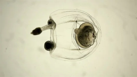 Small jellyfish under a microscope, class Hydrozoa, type Cnidaria, Family Stockbeeldmateriaal 123174766