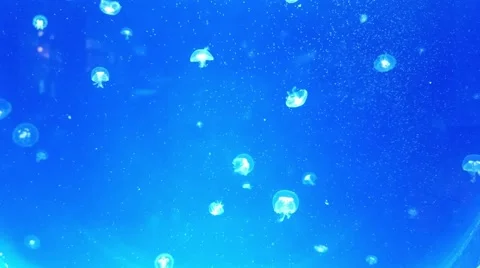 Small Jellyfish Underwater Stock Footage 68495176