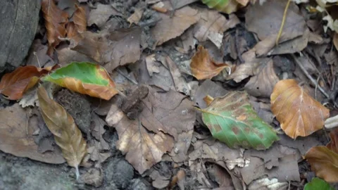 Small jumping frog Stock Footage 208328723