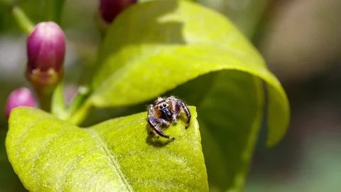 Small jumping spider attacks us Stock Footage 90061101