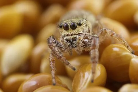 Small jumping spider, close-up image, space for text Stock Photos