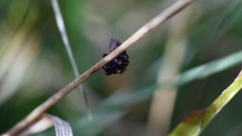 Small jumping spider crawling on a grass Stock Footage 122203076