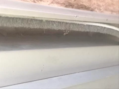 Small jumping spider on the door Stock Photos
