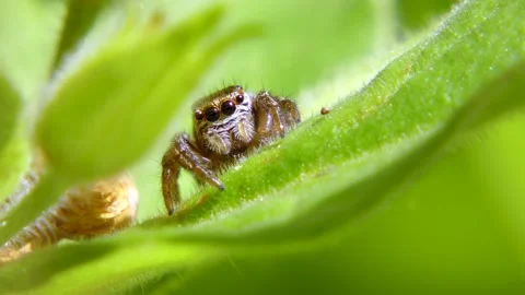 Small jumping spider (Evarcha arcuata) on leaf watching in camera closeup Stock Footage 157073139