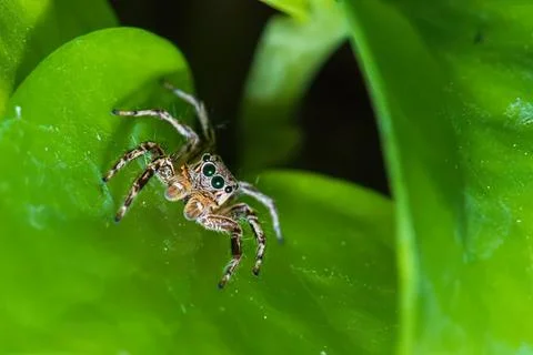Small jumping spider on green leaf in nature Stock Photos