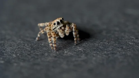 Small jumping spider on a grey background Stock-Footage 119022053