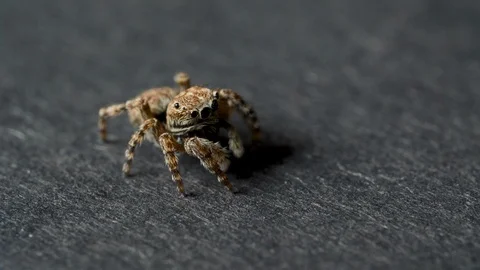 Small jumping spider on a grey background Video stock 119022406