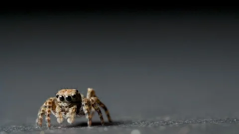 Small jumping spider on a grey background Video stock 119022567