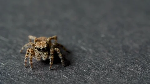 Small jumping spider on a grey background Vídeo Stock 119023005
