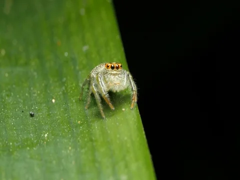 Small Jumping Spider on leaf - Salticidae Stock Footage 74184680