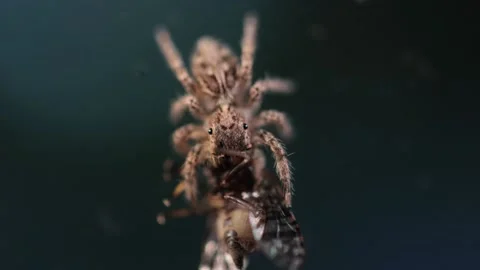 A small jumping spider. Phidippus regius, female eats its prey. Close-up view of Stock Footage 233231868