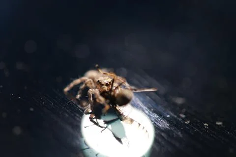 A small jumping spider. Phidippus regius, female eats its prey. Close-up view of Fotos Stock