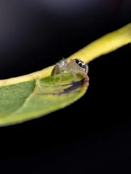 Small Jumping spider Foto stock