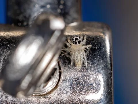Small Jumping spider Stock Photos