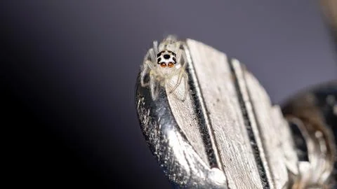 Small Jumping spider Stock Photos