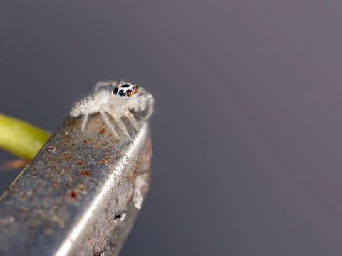 Small Jumping spider Stock Photos