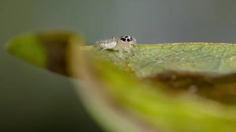 Small Jumping spider Foto stock