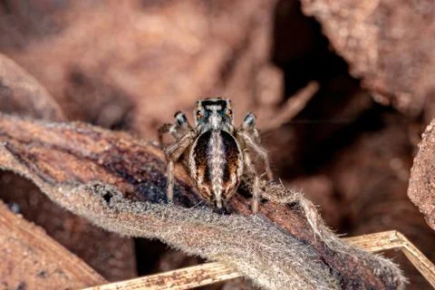 Small Jumping spider Stock Photos