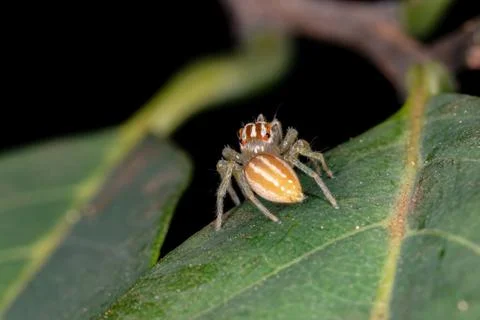 Small Jumping Spider Foto stock