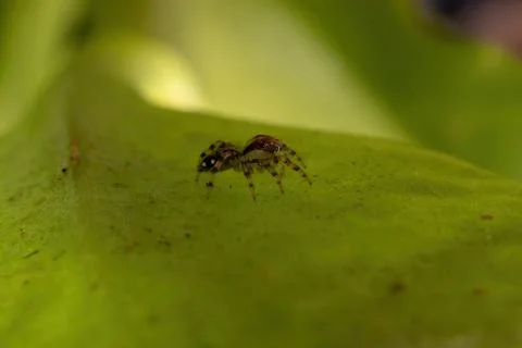 Small Jumping Spider Foto stock