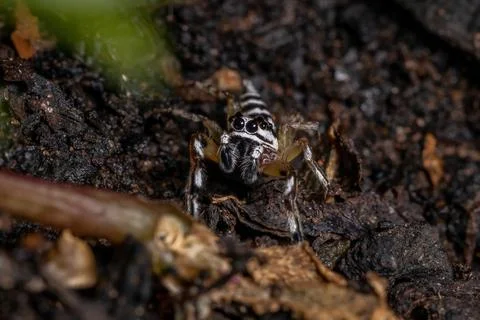 Small Jumping spider Stock Photos