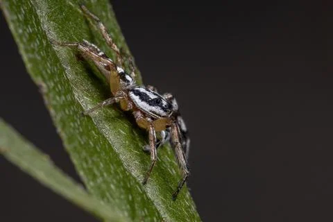 Small Jumping spider Stock Photos