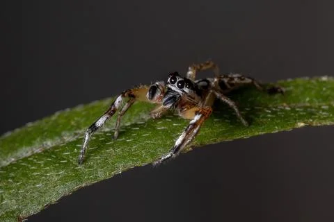 Small Jumping spider Foto stock