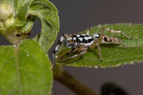 Small Jumping spider Stock Photos