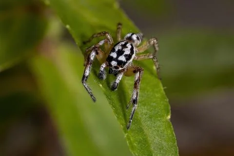 Small Jumping spider Stock Photos