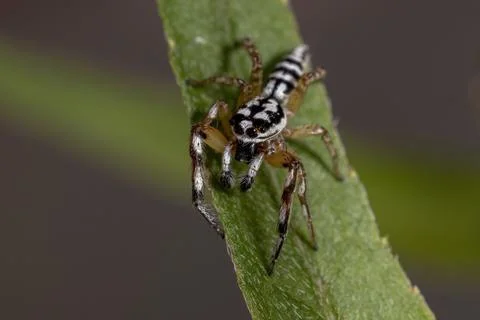 Small Jumping spider Stock Photos