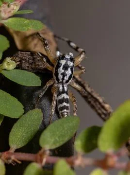 Small Jumping spider Stock Photos