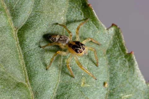 Small Jumping Spider Foto stock