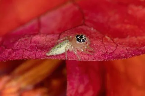 Small Jumping Spider Stock Photos