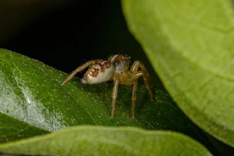 Small Jumping Spider Foto stock