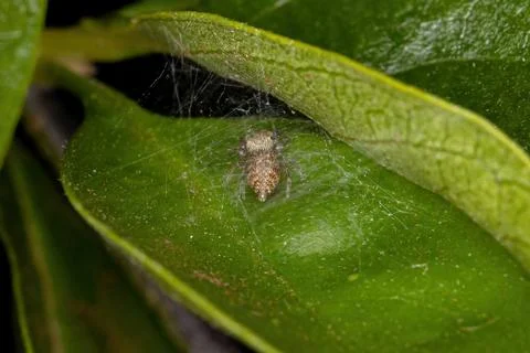 Small Jumping Spider Stock Photos