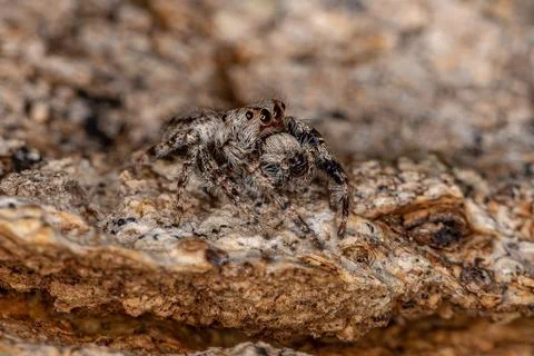 Small Jumping Spider Stock Photos
