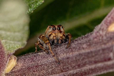 Small Jumping Spider Stock Photos