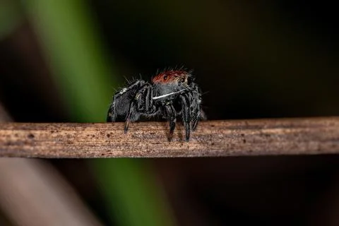 Small Jumping spider Stock Photos