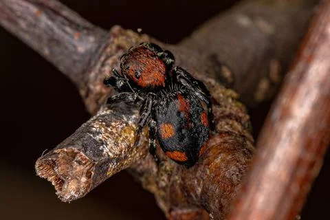Small Jumping spider Foto stock
