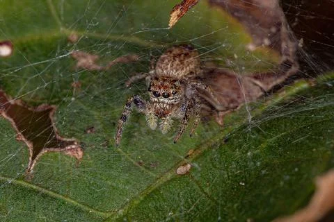 Small Jumping Spider Stock Photos
