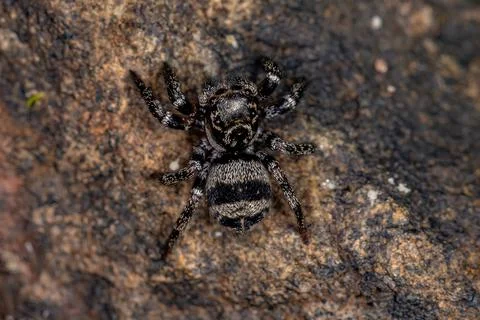 Small jumping spider Stock Photos